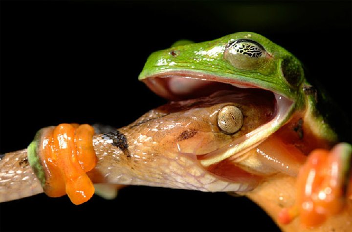 Katak dan Ular Saling Memakan