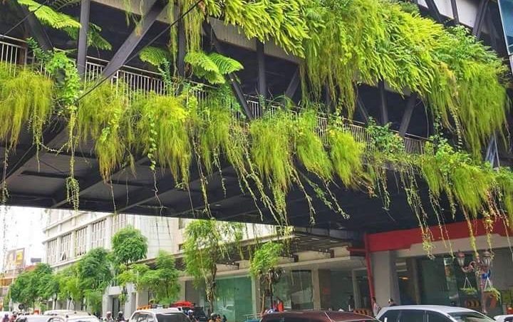 Sulap Bangunan Bekas Toko Jadi Taman Gantung Hijau nan Asri 