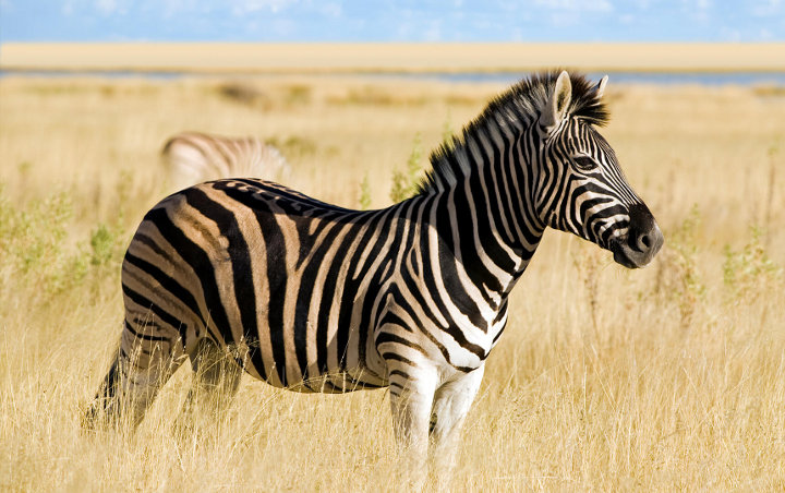 Apa Sebenarnya Fungsi Garis Hitam Putih pada Zebra Apa Sebenarnya Fungsi Garis Hitam Putih pada Zebra