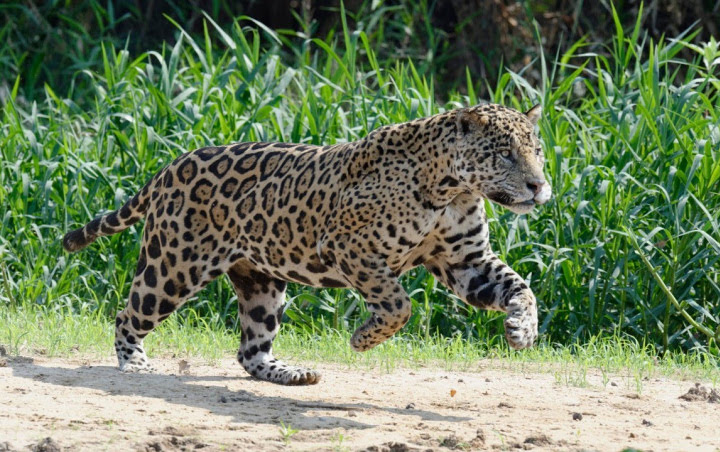 Unduh 980 Koleksi Gambar Hewan Jaguar Paling Baru Gratis