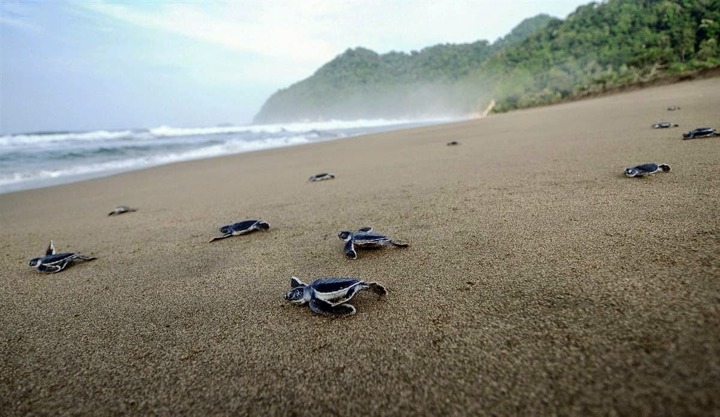 Pantai Sukamade