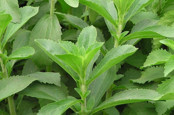 1. Stevia