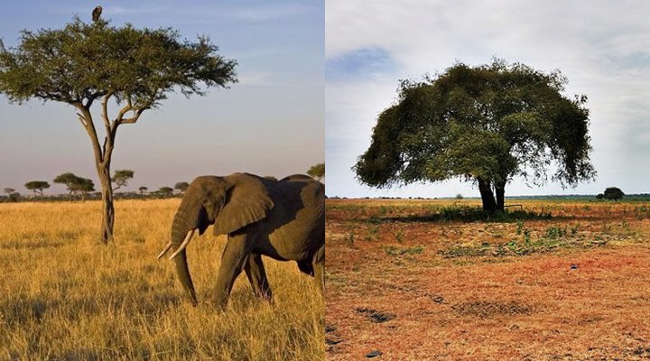 Savana di Afrika dan Taman Nasional Baluran di Situbondo