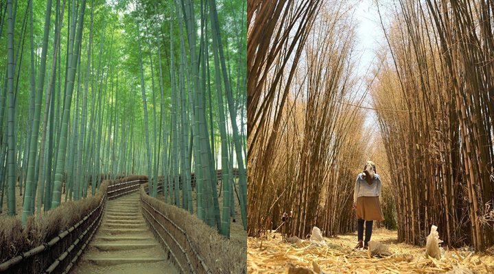 Hutan Bambu Sagano di Jepang dan Hutan Bambu Keputih di Surabaya