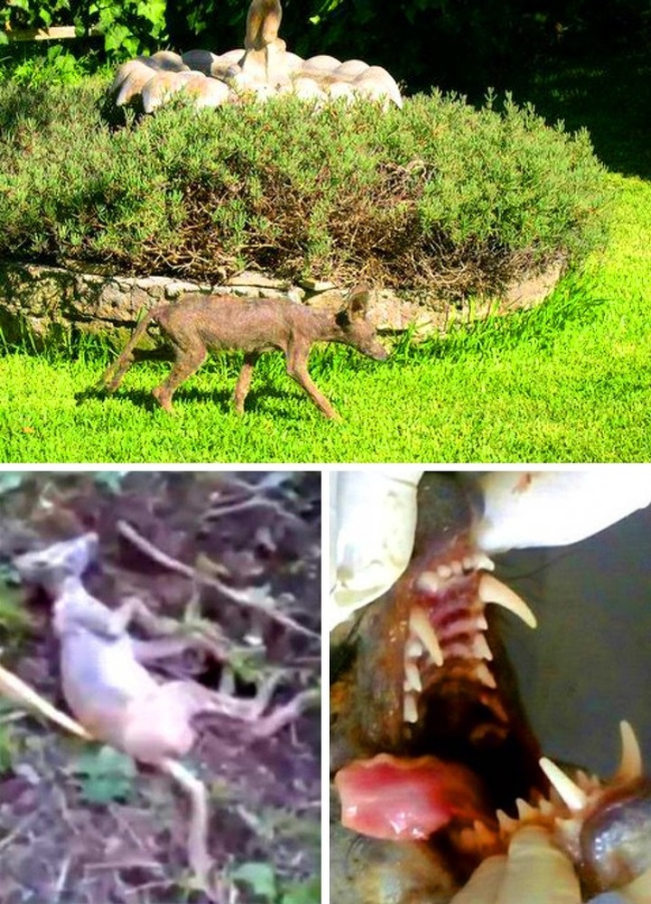 Texas Chupacabra