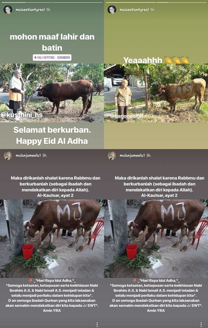 Rayakan Idul Adha Dan Berkurban Sapi