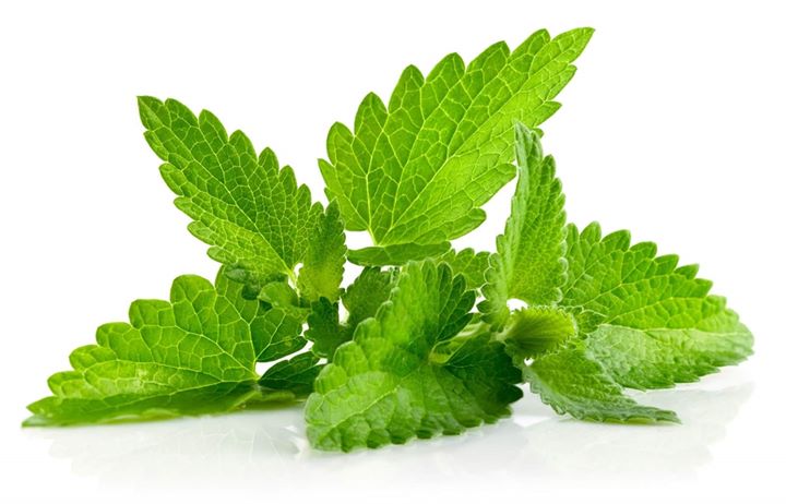Kunyah Daun Mint Agar Sakit Gigi Hilang