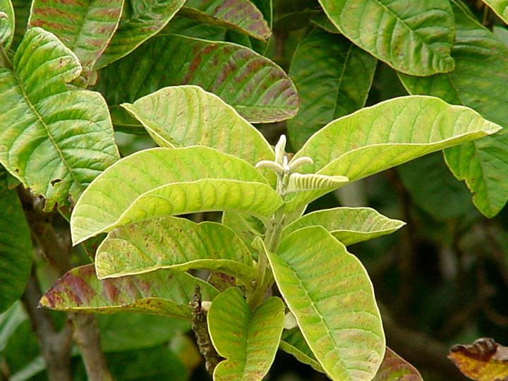 Atasi Sakit Gigi dengan Air Rebusan Daun Jambu Biji