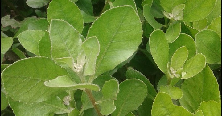 Daun Beluntas Juga Memiliki Kandungan Minyak Atsiri