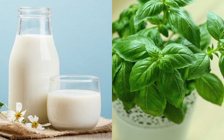 Atasi Keputihan dengan Basil dan Susu