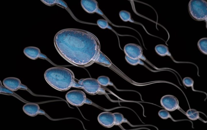 Daun Jambu Biji Dapat Meningkatkan Kualitas Sperma