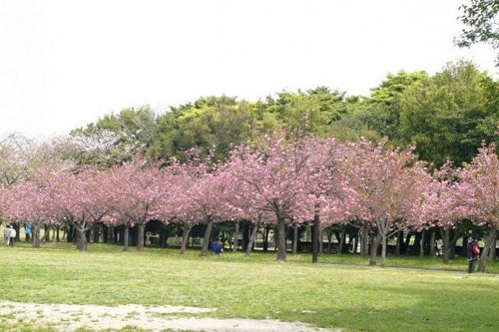 Taman Sakura di Cibodas Ini Membuat Fotomu Bak Sedang Berada di Jepang