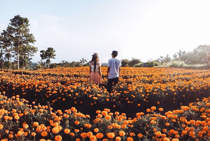 Kebun Bunga Gumitir Bali yang Instagramable