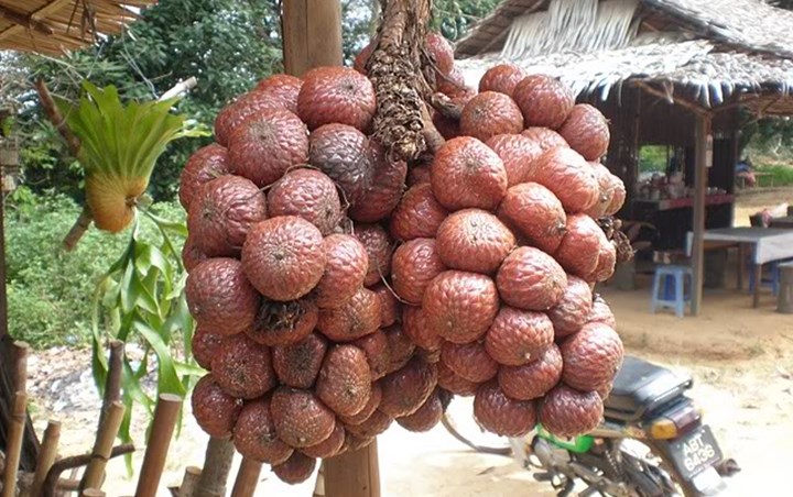 Kelubi Serupa dengan Salak