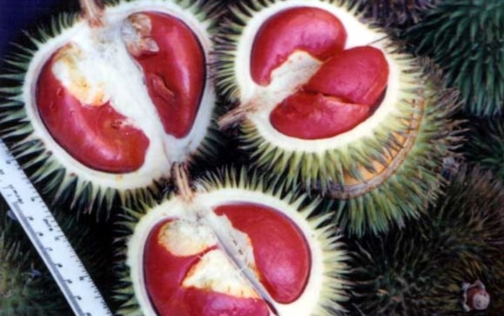 Lahung Kembaran Durian Warna Merah