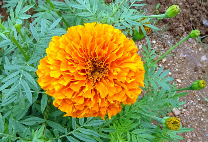 Tanaman Marigold Indah nan Memabukkan