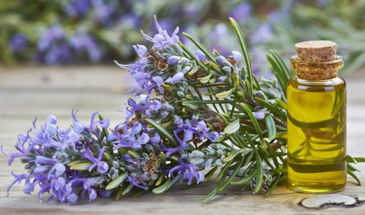 Rosemary Baik Digunakan untuk Aroma Terapi