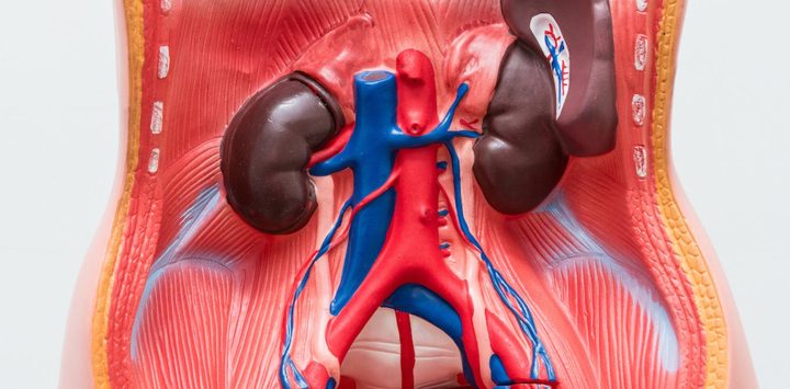 Organ Vital Bisa Rusak Karena Diet Keto