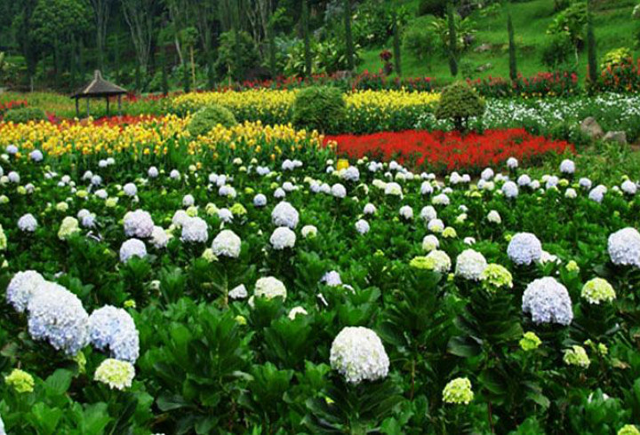 Keindahan Taman Bunga Selecta yang Mirip dengan di Eropa