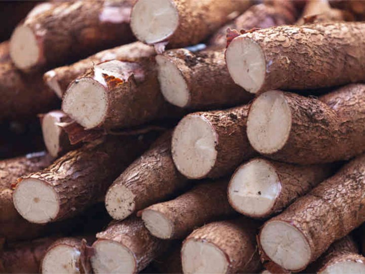 Cassava Bisa Menghasilkan Hidrogen Sianida yang Mematikan