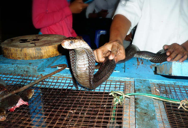 Darah dan Empedu Ular Kobra Mampu Menyembuhkan Berbagai Penyakit