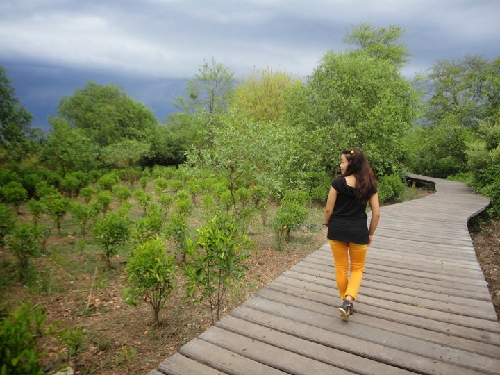 Taman Wisata Hutan Mangrove Gunung Anyar