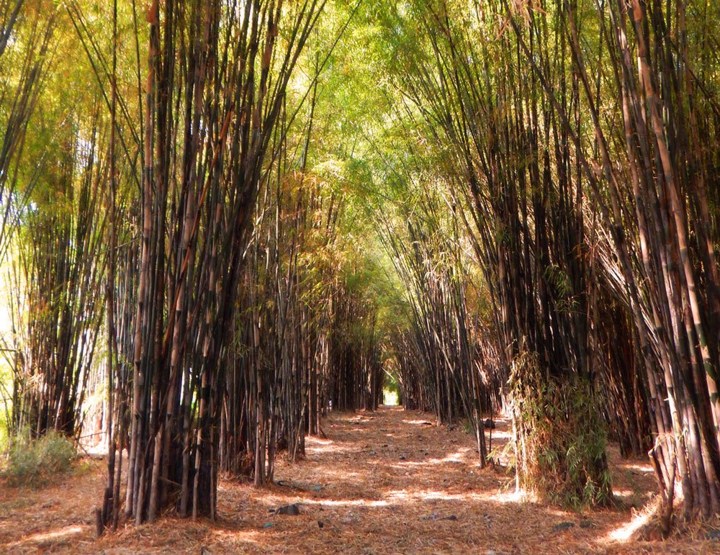 Hutan Bambu Keputih yang Instagramable