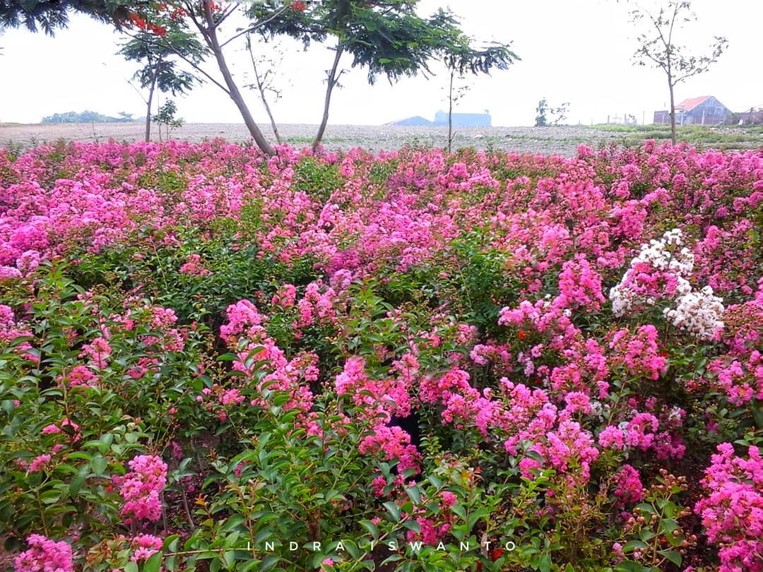 Taman Sakura Keputih yang Penuh dengan Bunga
