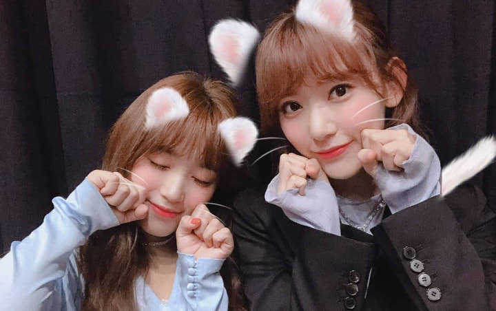 Agensi IZ*ONE Respon Protes Fans Soal Miyawaki Sakura - Yabuki Nako Ikut Konser HKT48