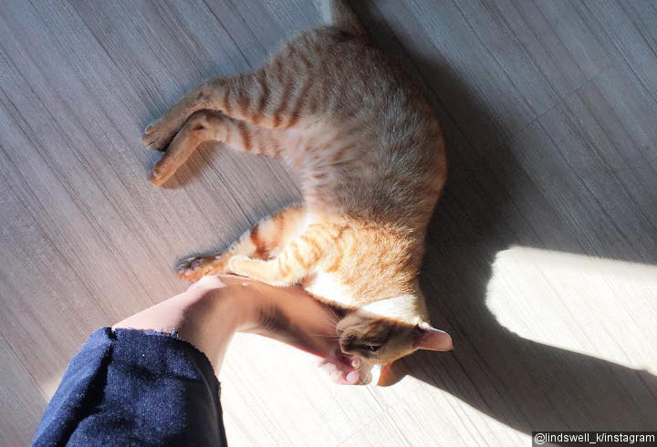 Lindswell Adalah Pecinta Kucing dan Kuliner