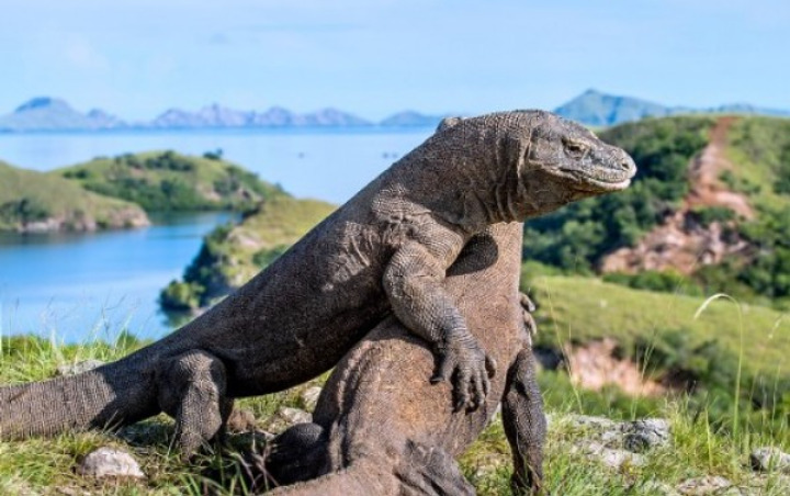 Kontroversial, Rencana Tiket Masuk Pulau Komodo Hingga Rp 7 Juta Diniliai Tak Masuk Akal