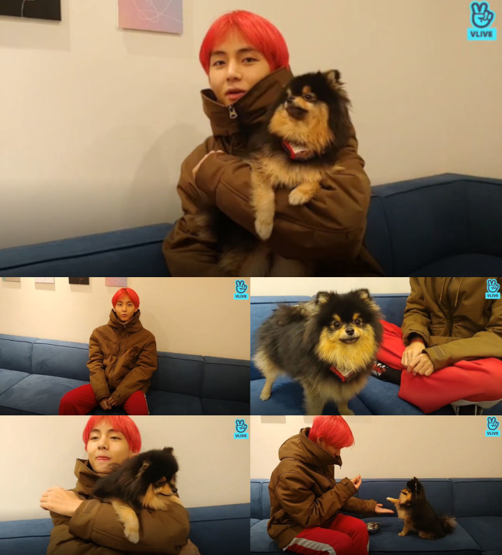 \'Ganggu\' Siaran V Live, Anjing Peliharaan V BTS Ini Malah Bikin Jatuh Cinta