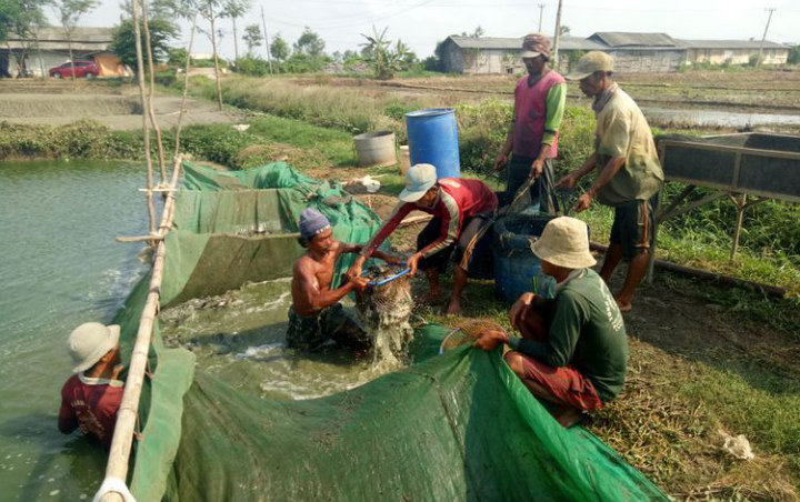 Beri Makan Lele Lewat Aplikasi, Peternak Ini Raih Penghasilan Hingga Rp 100 Juta