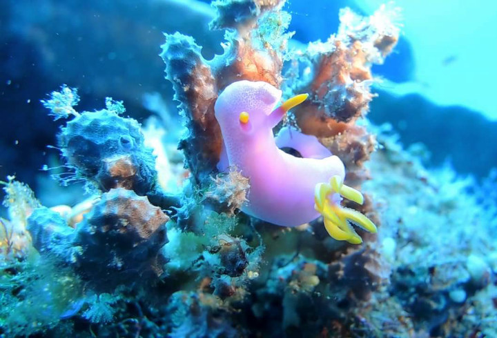 Taman Laut Bunaken di Sulawesi Utara