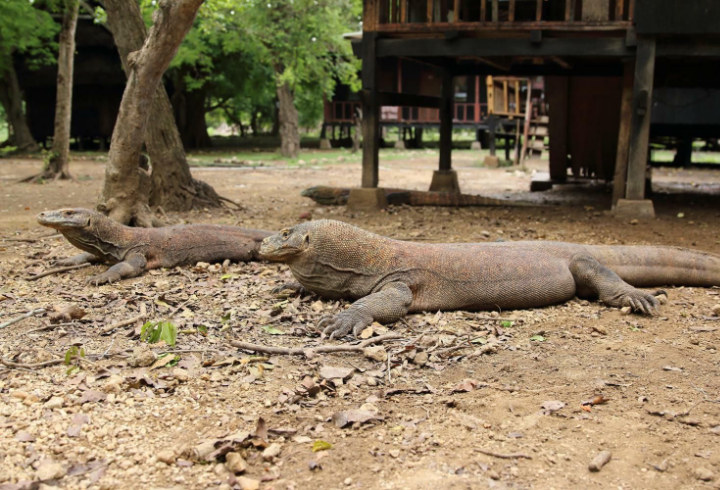 Taman Nasional Komodo di Nusa Tenggara Timur