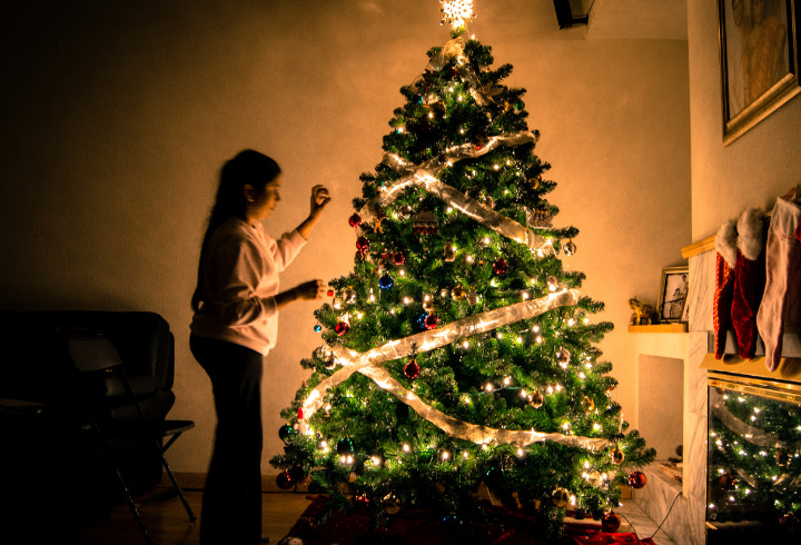 Pohon Natal yang Identik dengan Cemara