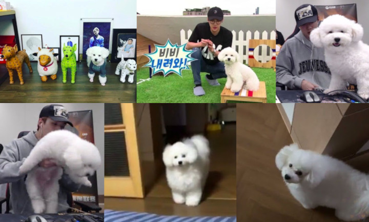 Kini Sudah Besar Pertumbuhan Anjing Kesayangan Sehun Jadi