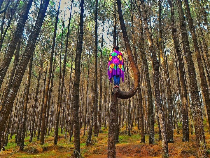 Hutan Pinus Kayon di Semarang yang Masih 'Perawan'