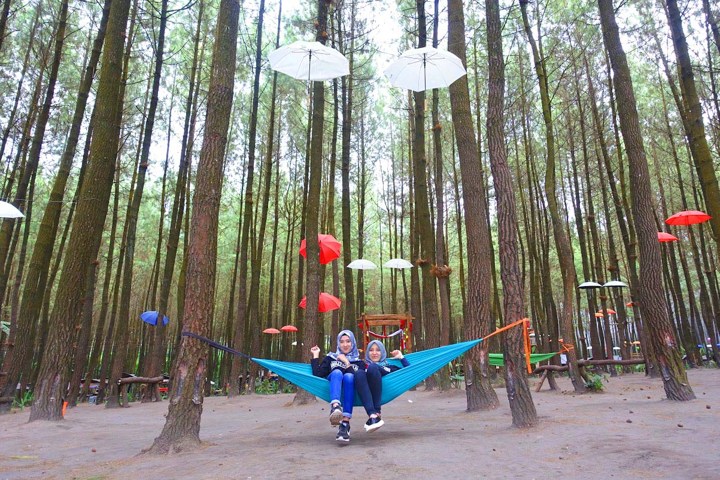 Hutan Pinus Semeru di Malang yang Kian Hits