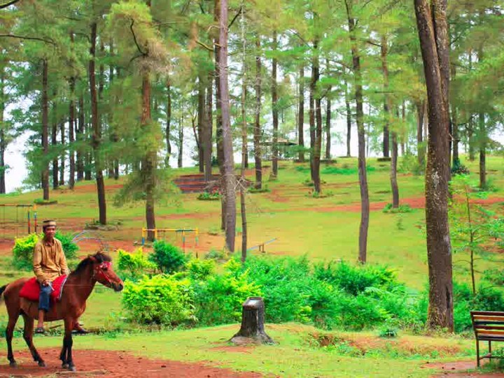 Hutan Pinus Malino di Makassar Jadi Lokasi Selfie Asyik