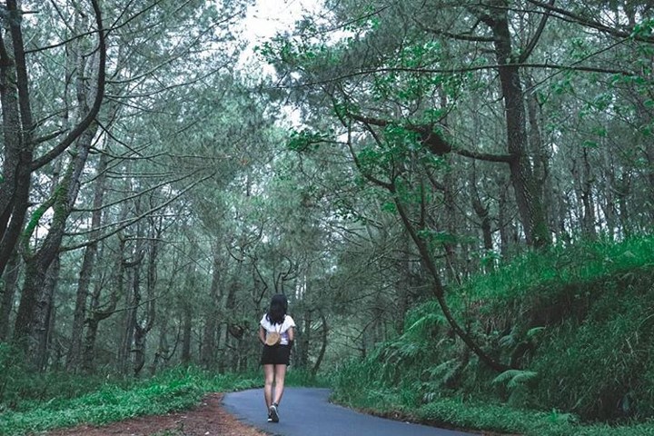 Bosan dengan Pantai? Kunjungi Hutan Pinus Kintamani di Bali