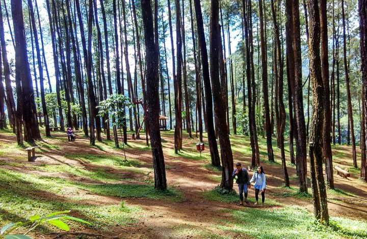 Hutan Pinus Nongko Ijo di Madiun dengan Spot Selfie Menarik