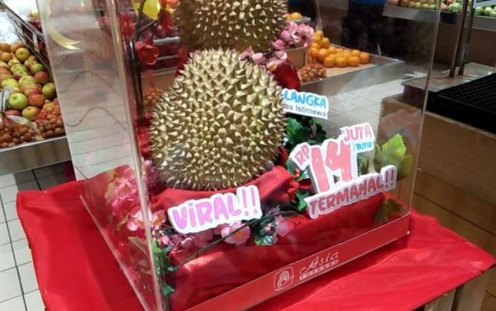 Download 580 Gambar Durian J Queen Paling Baru Gratis HD