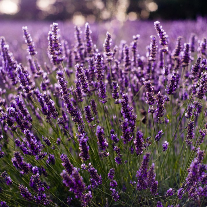 Lavender