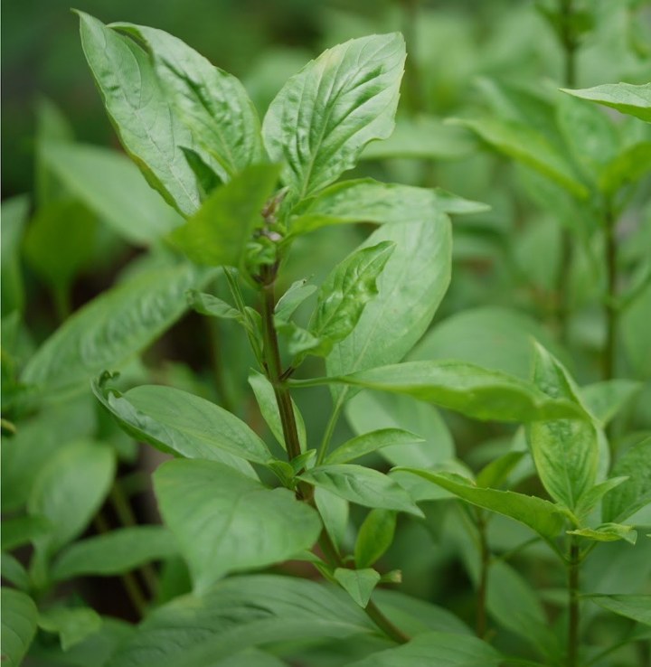 Basil