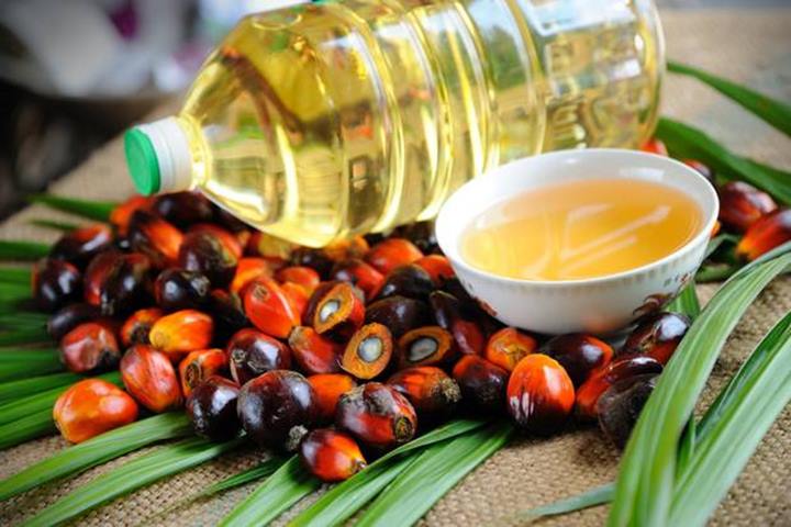 Bukan untuk Tubuh, Penggunaan Minyak Kelapa Sawit Semakin Mengancam Lingkungan
