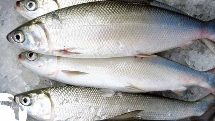 Ikan Bandeng Sebagai Simbol Kelimpahan dan Kemakmuran