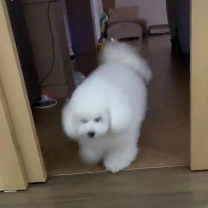 Sehun Exo Dikira Memelihara Domba Gara Gara Live Instagram Terbaru