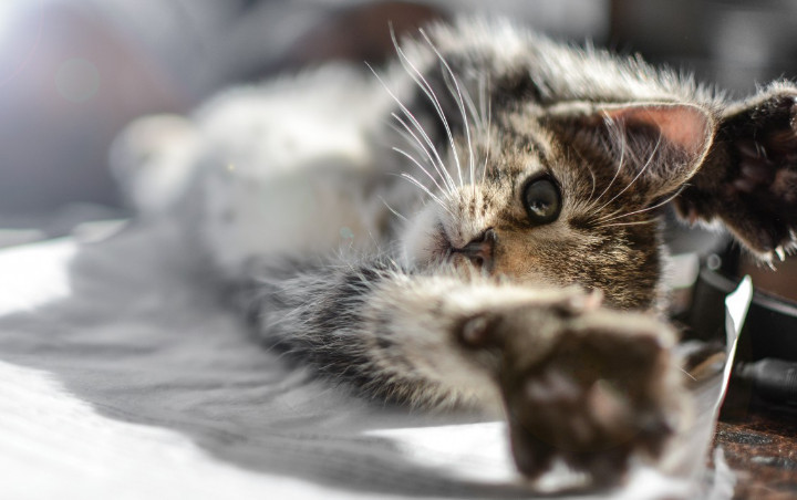 Gambar Kucing Yang Sudah Diwarnai - Gambar Barumu