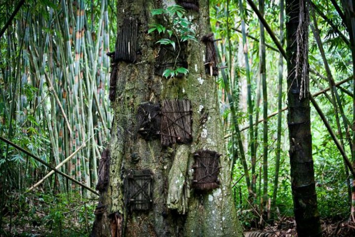 Masyarakat Kambira di Toraja, Kuburan Bayi Di Pohon